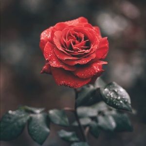 Meet your Posher, Jair